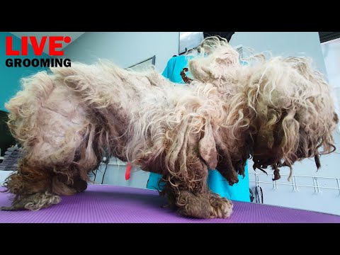 🔴 Live Grooming Neglected Dog