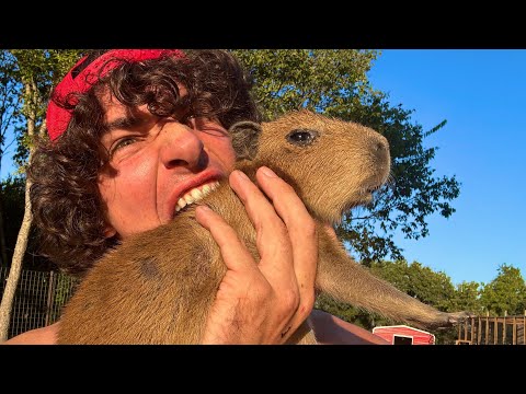 How to Catch and Cook Baby Capybara