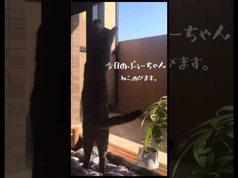 【のびる猫】カメムシさんみつけたよ。