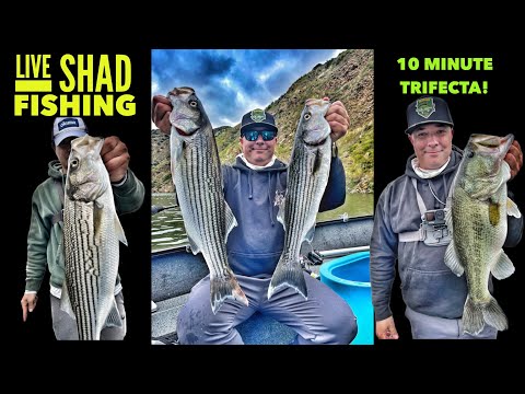 Wide Open Live Shad Fishing! 10 Min. TRIFECTA!-Castaic Lake