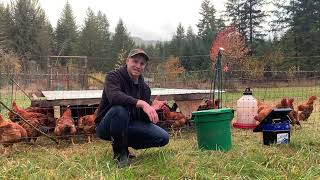 Rotational Grazing For Our Pastured Poultry - Our Weekly Pen Move