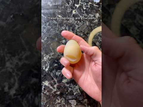 Cooking A Rubber Egg #chickens #hens #birds #egg #rubber #cooking