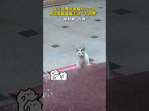 女生投喂流浪猫好几个月再次见面猫猫主动“打招呼” #中国 #搞笑 #cute