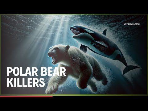 Animals That Can Kill A Polar Bear! Deadly Animals That Can Take Down A Polar Bear!