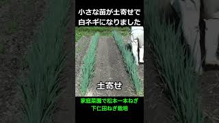 【白ねぎ栽培】小さな苗が立派な白ネギに！ひっぱりくんでねぎの植え付けそして土寄せ＃shorts