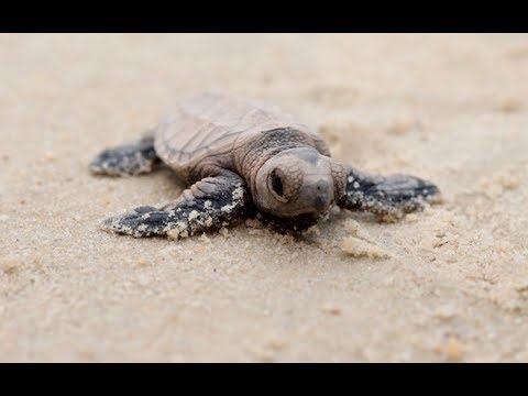 Hundreds of endangered hawksbill turtles hatch on Sentosa | Sentosa Stories