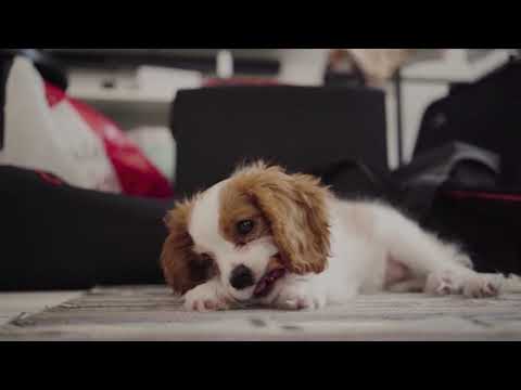 Puppy! | Copyright Free Video Footage