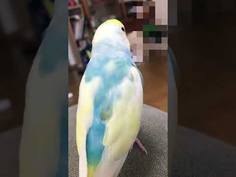 すいちゃんの鳴き声4連発!! #shorts #セキセイインコ #budgie #かわいい #すいちゃん #鳴き声