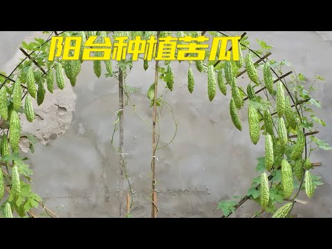 在家也能种植苦瓜，不仅操作简答，而且产量特别惊人，值得一试