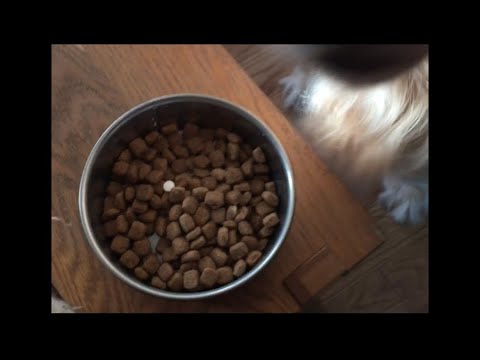 Our dog don’t want to eat because there’s something in the food