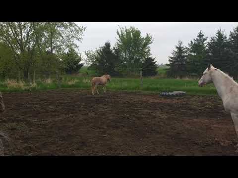 Mingo "welcoming" Coda back to the farm