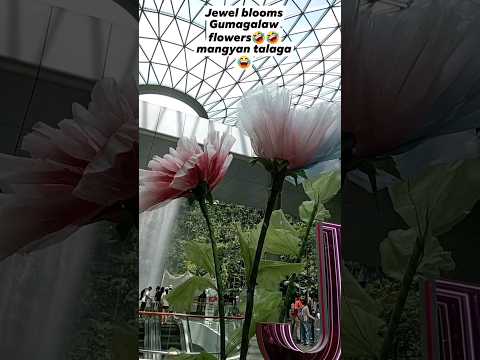 jewel blooms #shortsvideo #singaporelife #beautifulflowers