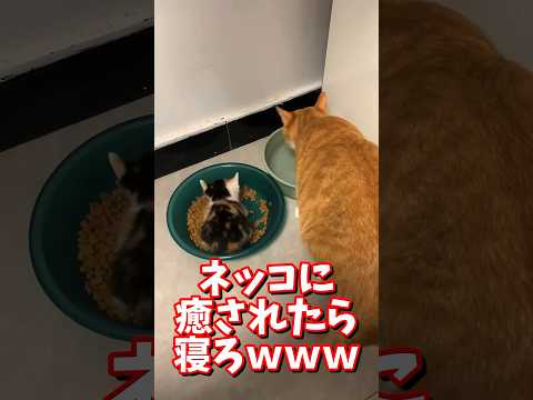 ネッコの動画で癒されたら寝ろｗｗｗ　#2ch #2ch動物スレ #2ch面白いスレ #動物 #犬 #猫 #癒やし #ねこ