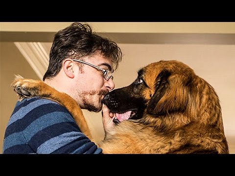 Dogs Meet Their Owner After A Long Time Compilation NEW