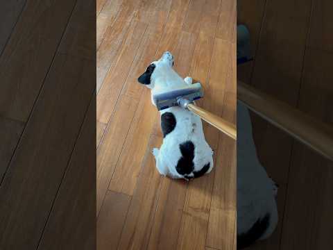 喜歡被吸塵器按摩的鬥牛犬/Bulldogs who like to be massaged by vacuum cleaners#鬥牛犬#吸塵器#Bulldog#VaucuumCleaner