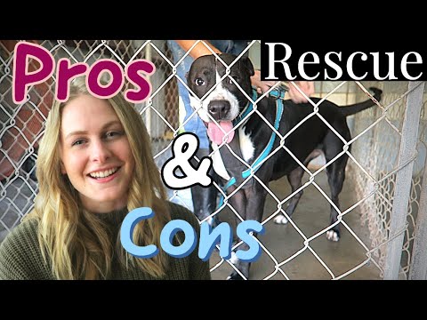 Adopting a Dog? WATCH THIS FIRST🐶Common Reasons People Surrender a Dog