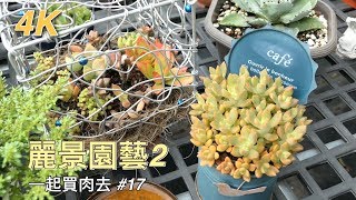 【一起買肉去】4K #17 麗景園藝2 帶你去看渡夏後的麗景 buy succulents together part17