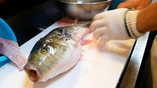 驚異的コスパのふぐ料理店！ピクピク動くてっちりのふぐと職人技によるとらふぐのさばき方