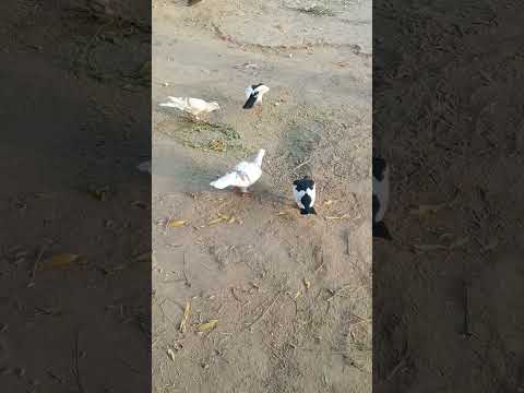 #beautiful #pigeon #kabootar #comedyvideos #funnyshorts #homingpigeons #pigeonlover #sadstatus