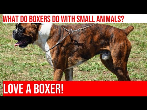 The Friendly Side of Boxers: Interactions with Small Animals