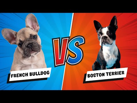 French Bulldog Vs Boston Terrier in 2 Minutes: 6 Differences Between Them