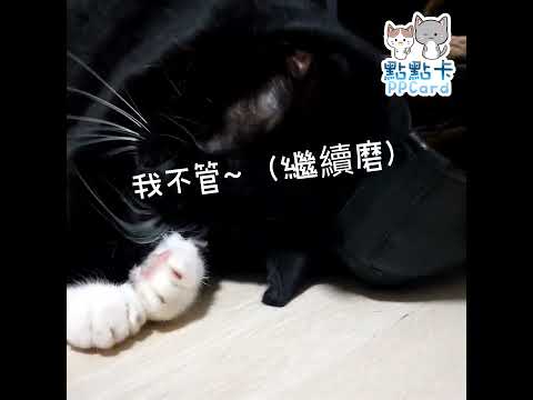 卡卡吸到暈倒啦~！ #cats #點點卡 #貓 #catloverr #shorts #貓 #cat#貓 #猫 #猫のいる暮らし #猫 #猫のいる暮らし