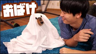 ハロウィンで犬を仮装させたら可愛すぎたwww