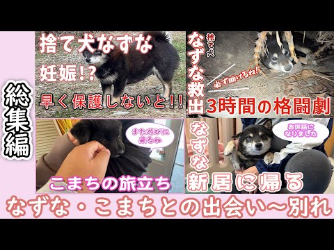 【感動❗️】捨て犬だった黒柴が幸せになるまでの物語❗️