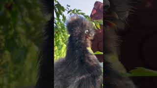 Do Silkies Have Eyes?