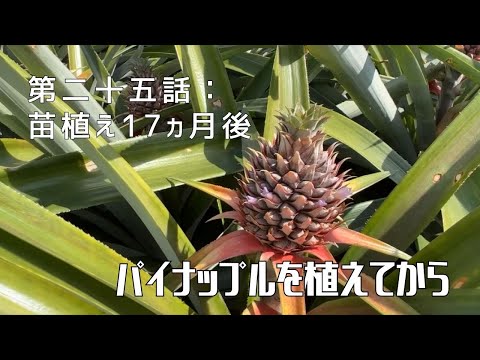 【第二十五話】パイナップルの成長過程を追って 〜 苗を植えてから 〜