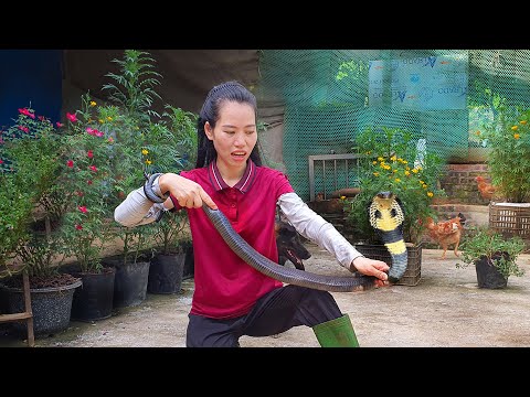 Grand cobra Snake attack | Harvesting Green Bean Garden Goes to market sell | Mai Nha Tranh