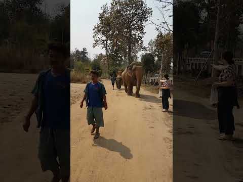 Majestic Giant: The Mighty Elephant's Stride #elegantstride #wildlifeconservation #creatureslove