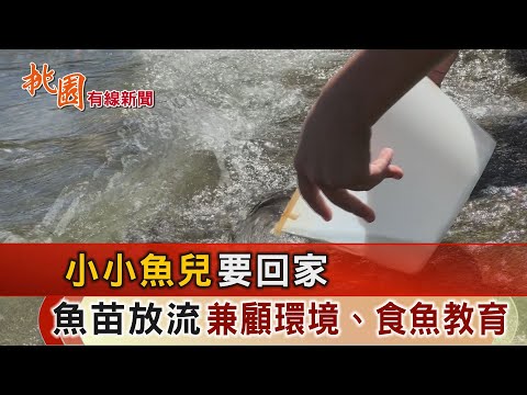 桃園有線新聞20241023-小小魚兒要回家 魚苗放流兼顧環境、食魚教育