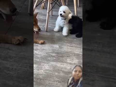 #dog #puppy #funny #pets #petlovers #youtube #youtubeshortsviral #youtuber