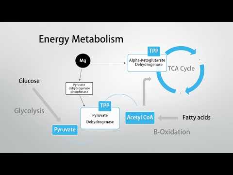 Magnesium Intolerance? Consider Thiamine (Vitamin B1)!