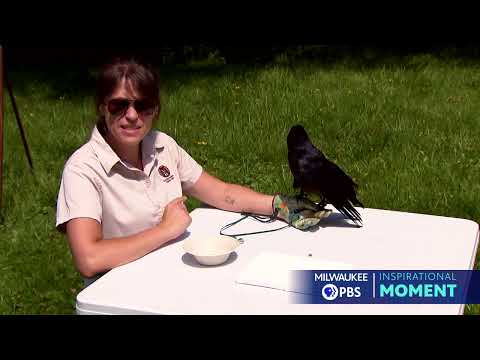 Milwaukee PBS Presents | Inspirational Moments | Loki the Painting Crow