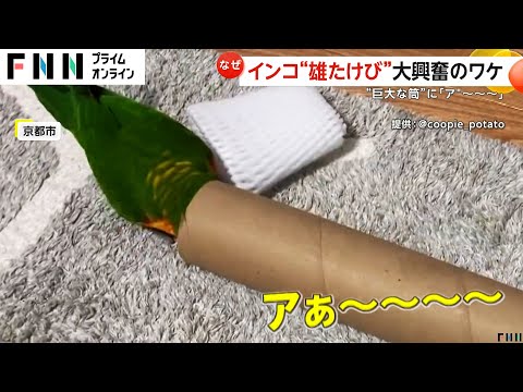 「ア～～」筒を見たインコが雄叫びして大興奮　京都