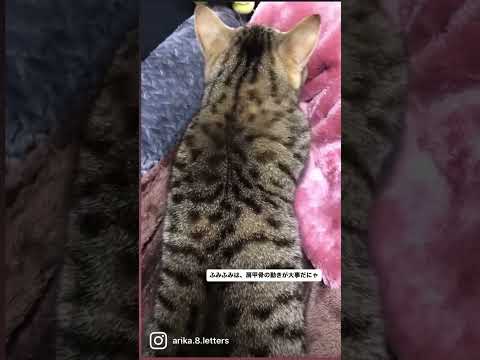 【一流猫のふみふみ】逹猫の肩甲骨