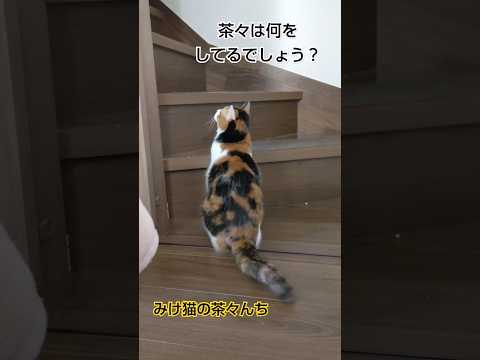 待ってる猫　#cute #ねこのいる生活 #三毛猫 #funny