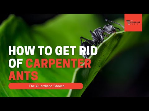 How to Get Rid of Carpenter Ants | The Guardians Choice