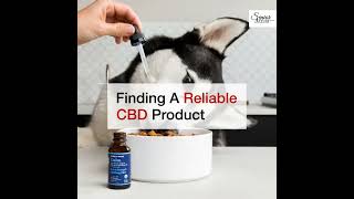 The Benefits of CBD for Your Dog: A Guide to Natural Canine Wellness