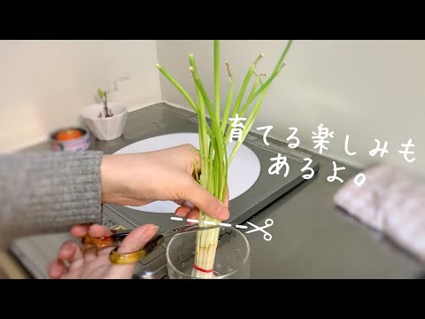 【一人暮らしの夜ごはん】収穫だ〜育てたネギを料理するぞ