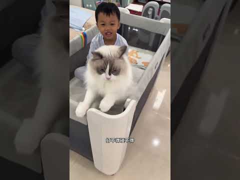 救活一只小猫，没想到它用猫生来报恩… #猫和孩子