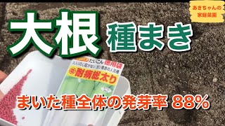 大根の種まき【大根栽培】【大根の種まき】【発芽】【家庭菜園】