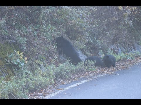 熊の親子 R311月上旬　飛騨季節料理　肴