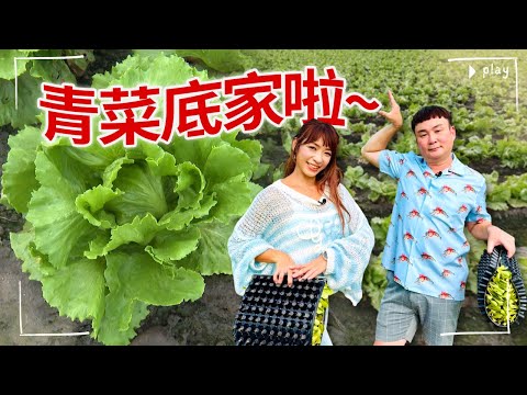 【#雲林】台灣美生菜大本營｜台灣生菜村｜#gogotaiwan