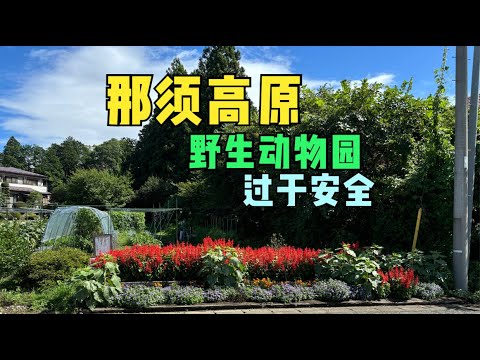 东京周边夏季避暑好去处-那须高原，好吃又好玩。