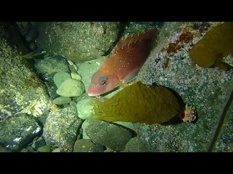 ＊サカナ＊夜なので水底でのんびりするマダイさん20240504越前海岸ナイトファンダイビング