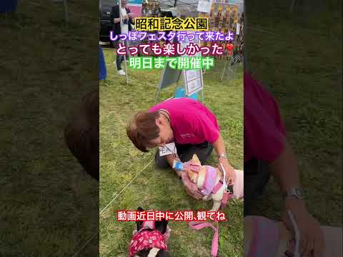 昭和記念公園(無料エリア)で開催中のしっぽフェスタに行って来たよ！超楽しかった❣️明日まで開催中です😊動画も近日中に公開予定なので観てね😄 #フレンチブルドッグ #frenchbulldog