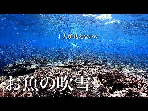 世界遺産やんばるの海でシュノーケリングしたらキビナゴの群れがすごかった（沖縄本島国頭村佐手）